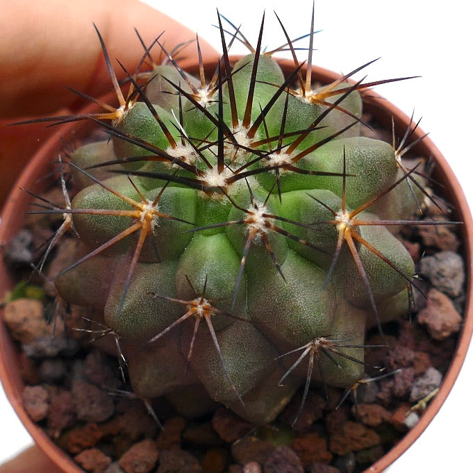 Copiapoa atacamensis X cinerea 91X