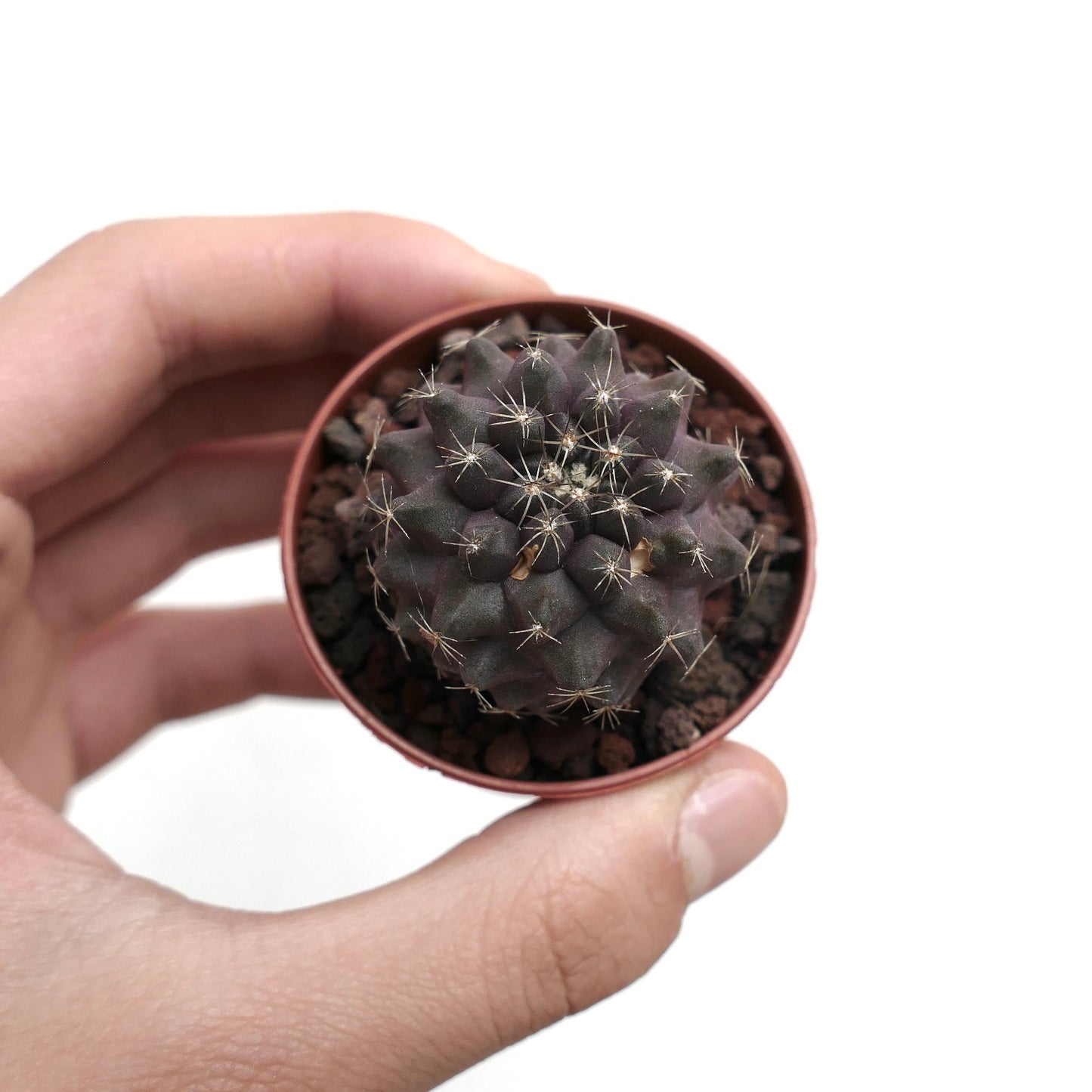 Copiapoa humilis X griseoviolacea C36A