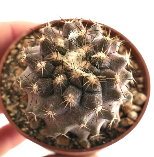 Copiapoa goldii X humilis 873