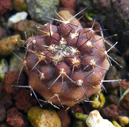 Copiapoa goldii ING16I