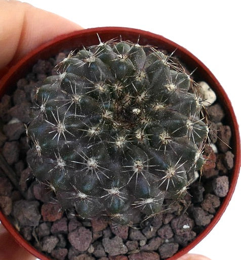 Copiapoa desertorum X oliviana 40C