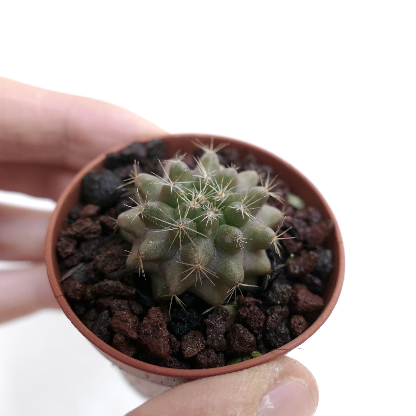 Copiapoa serpentisulcata 007