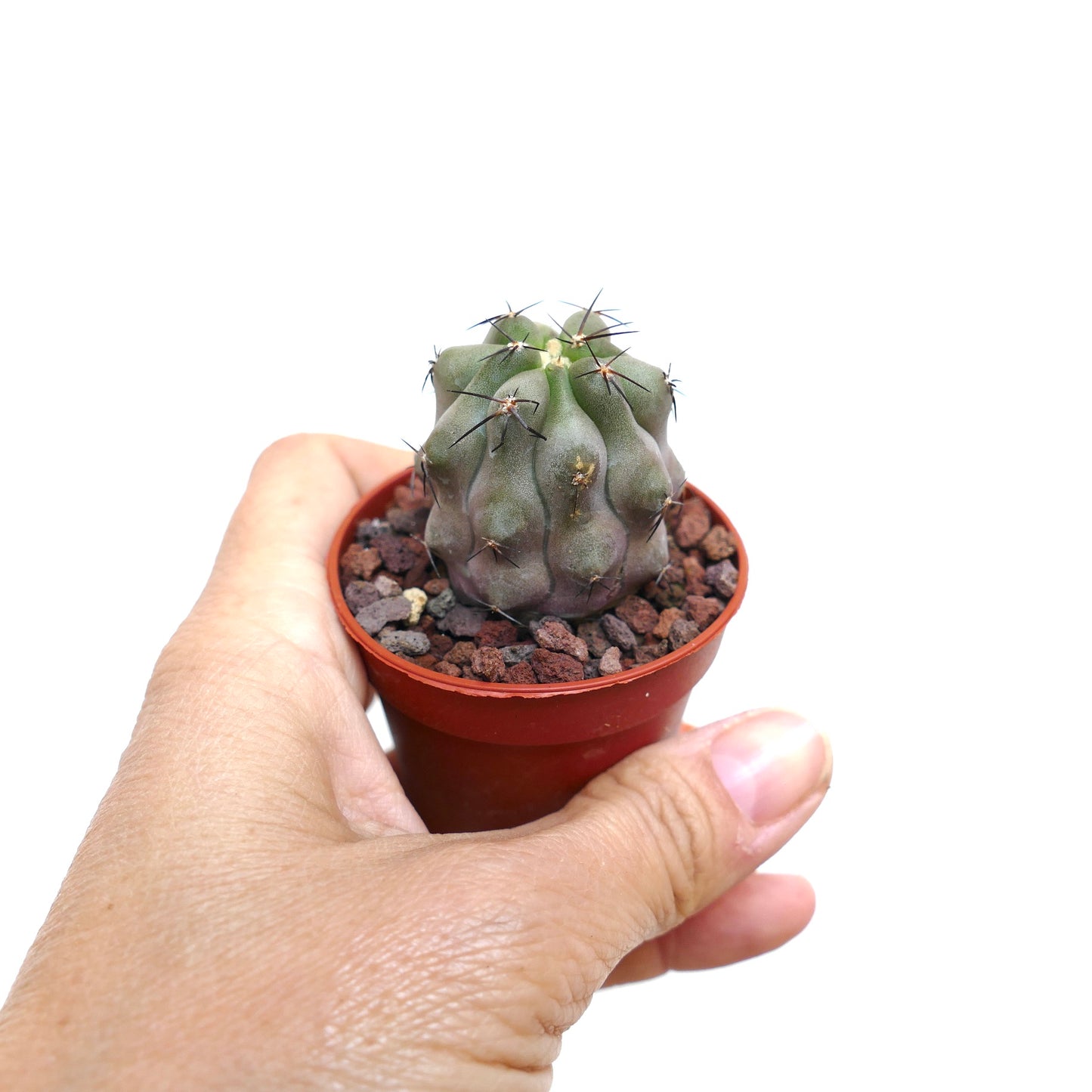 Copiapoa cinerea GRAY FORM X hypogaea AV3