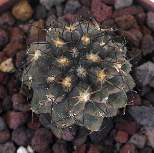 Copiapoa columna-alba X serpentisulcata N71