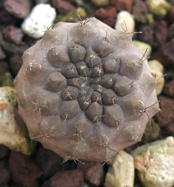 Copiapoa columna-alba X cinerea form nuda 3HD