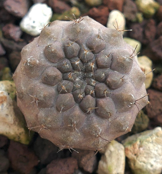 Copiapoa columna-alba X cinerea form nuda 3HD