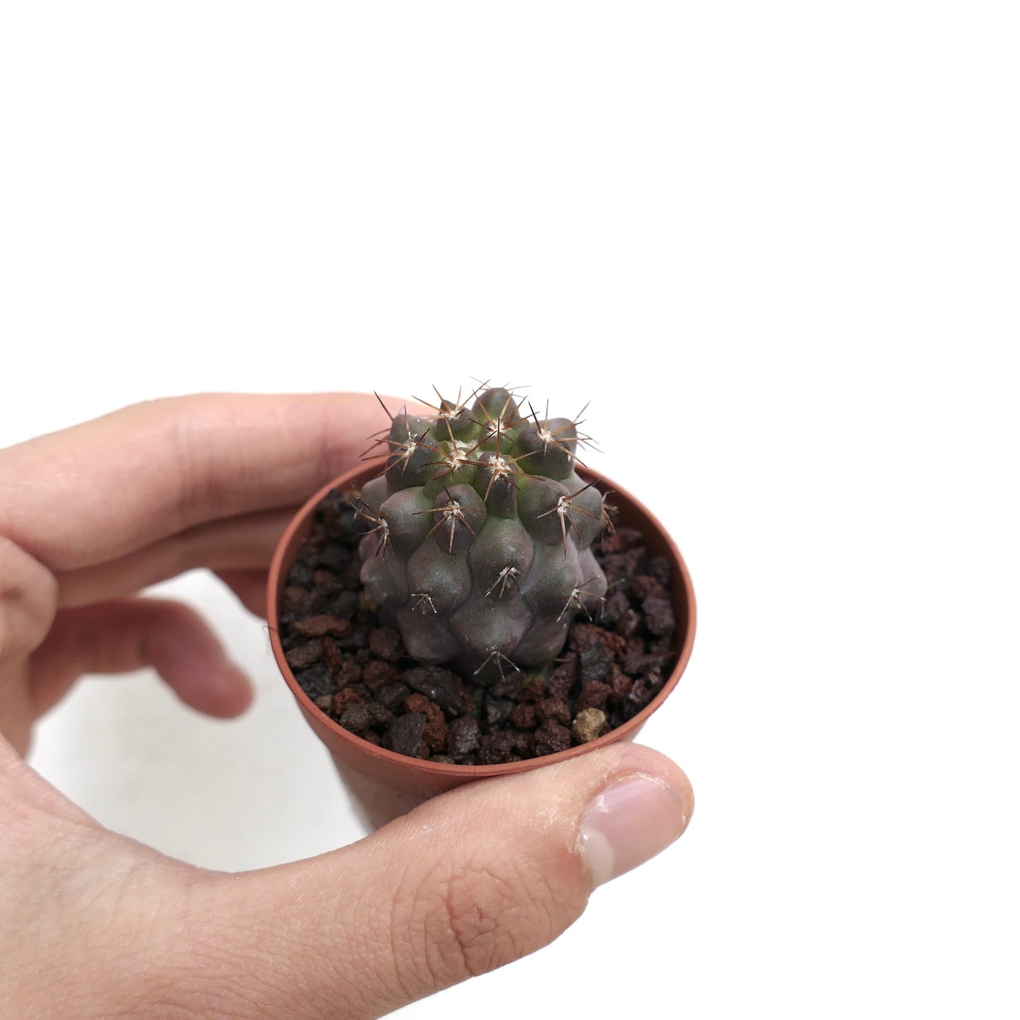 Copiapoa columna-alba X cinerea 70K