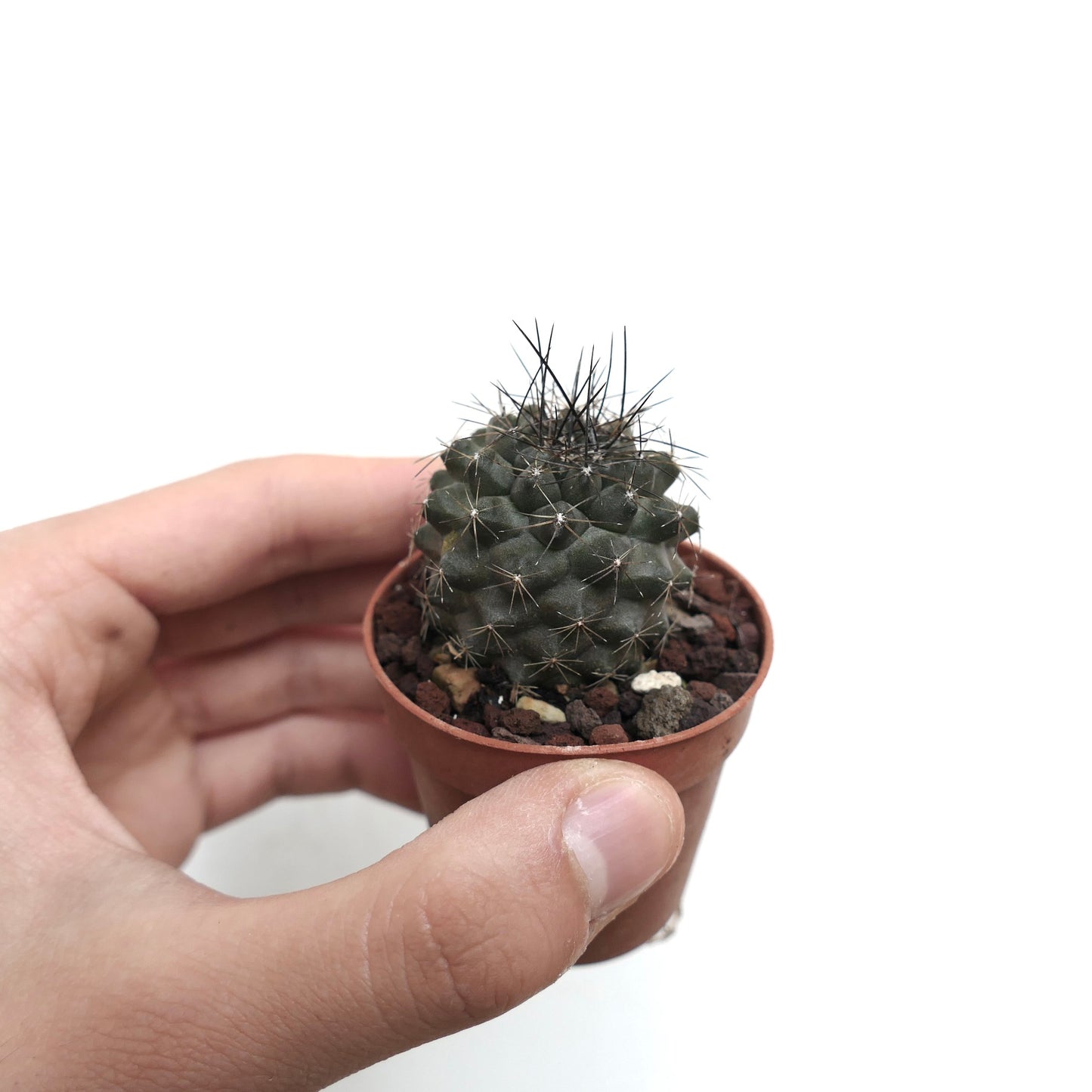 Copiapoa atacamensis X humilis 27CPP