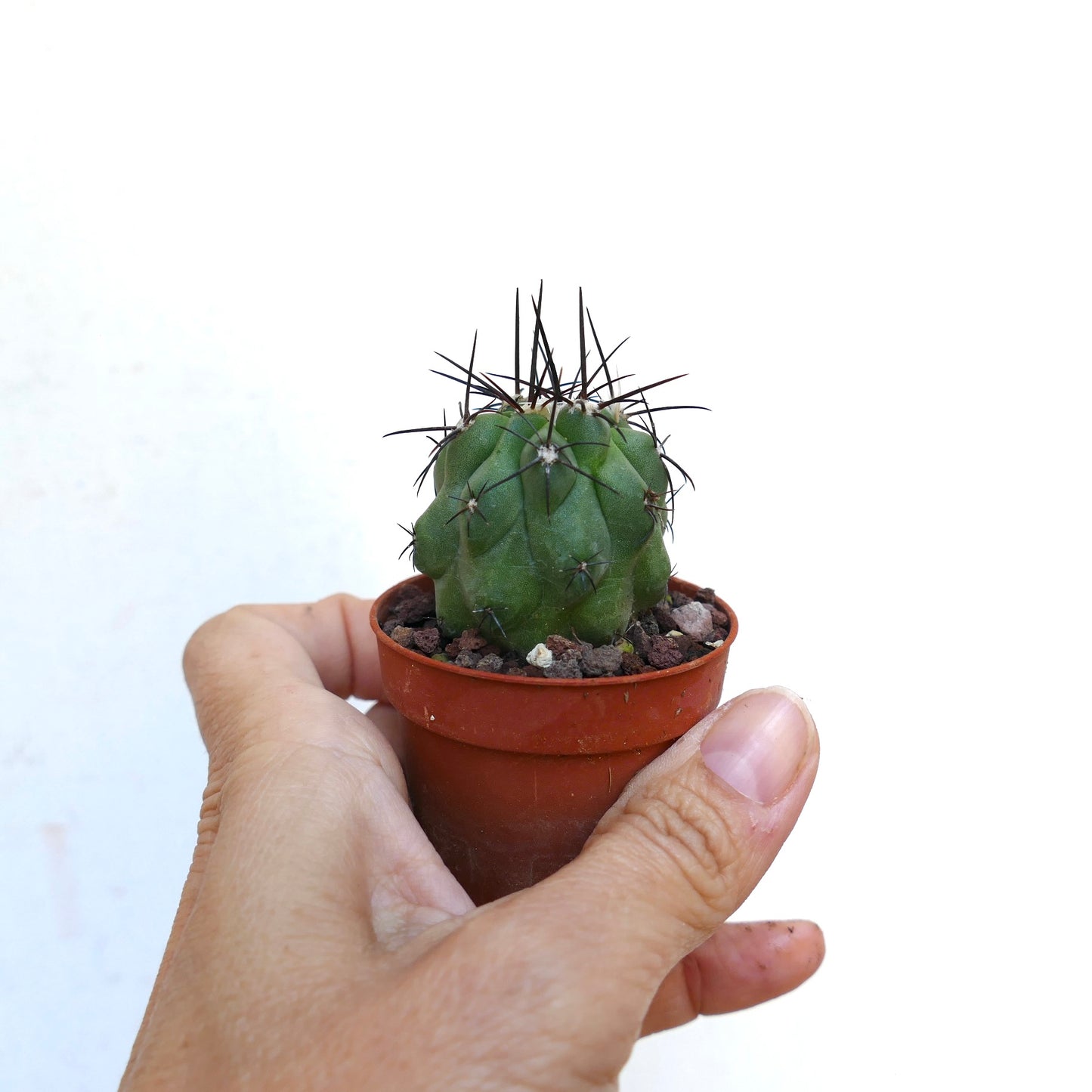 Copiapoa dealbata X hypogaea LAC100