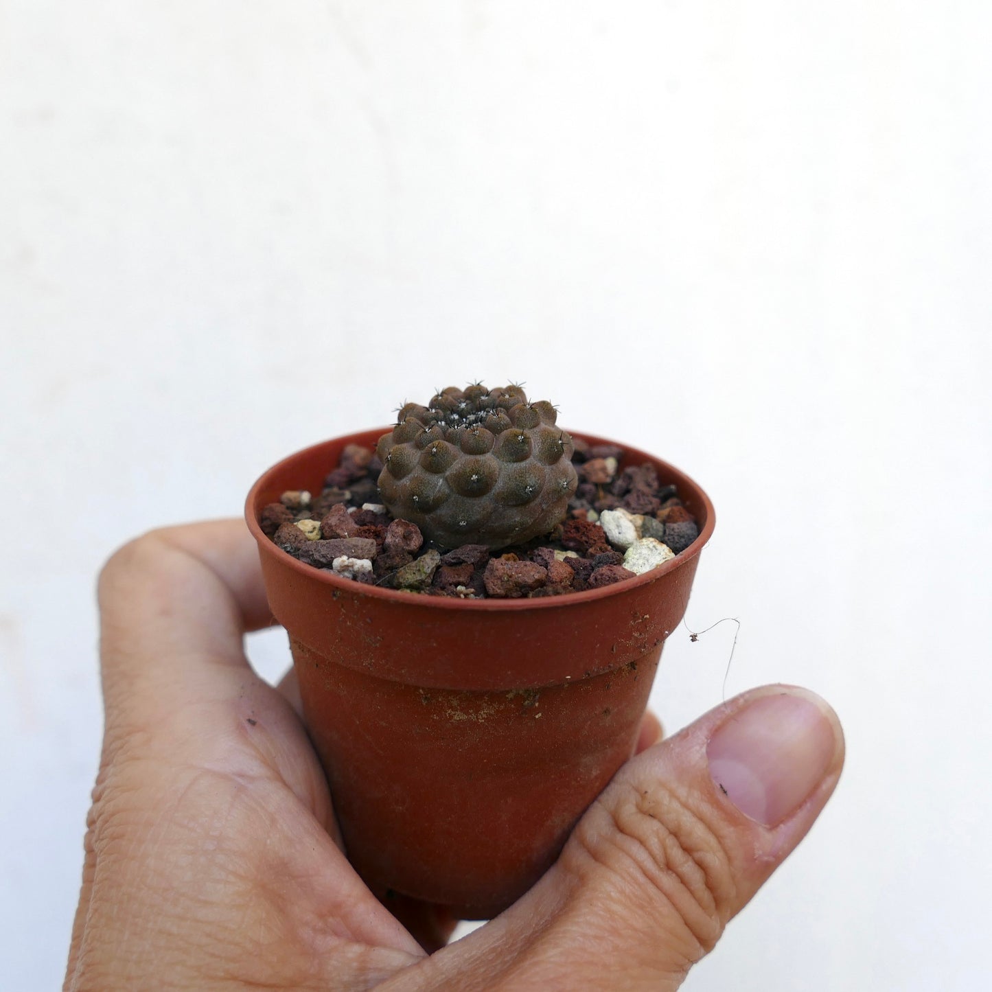 Copiapoa hypogaea F76