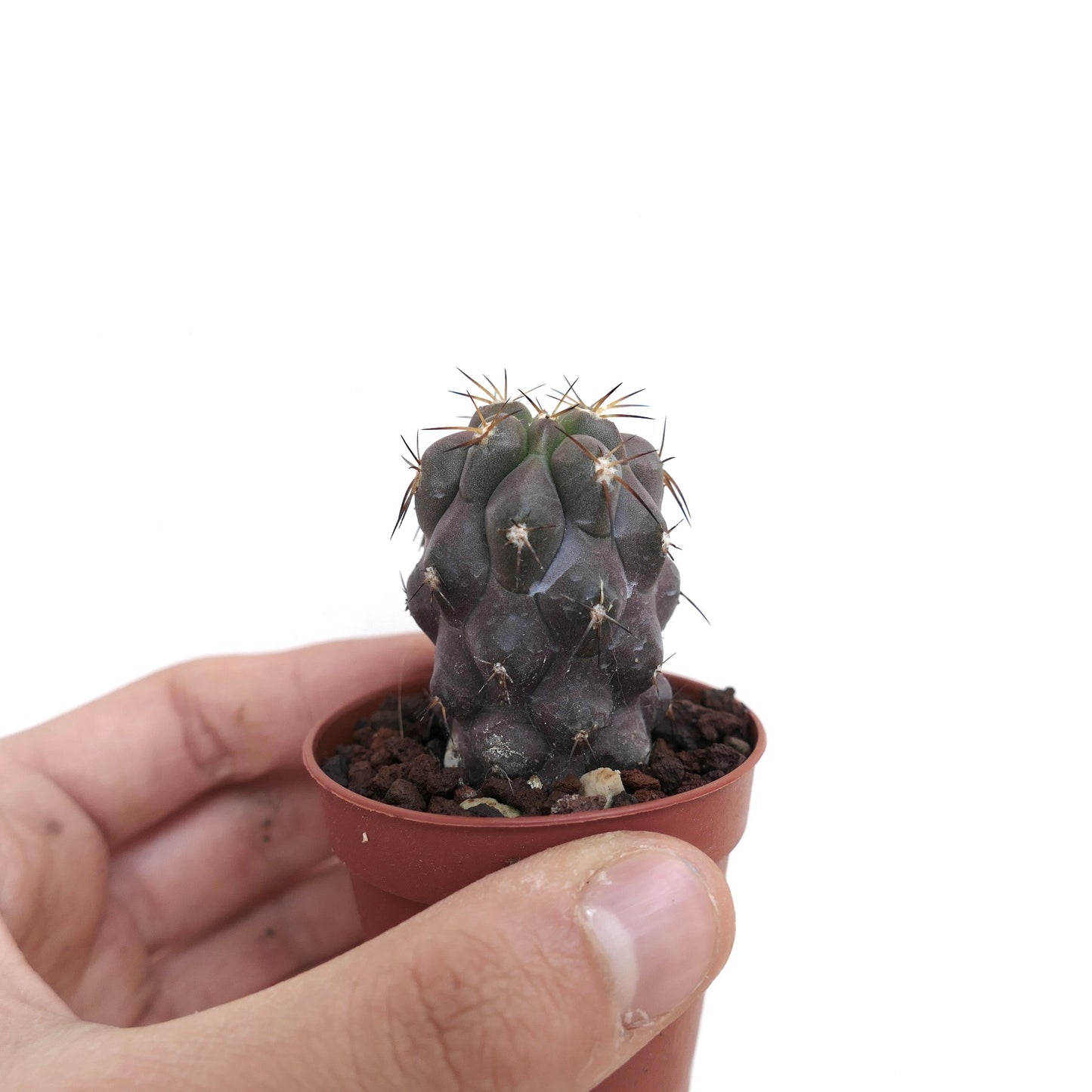 Copiapoa cinerea TALTAL x goldii JP7