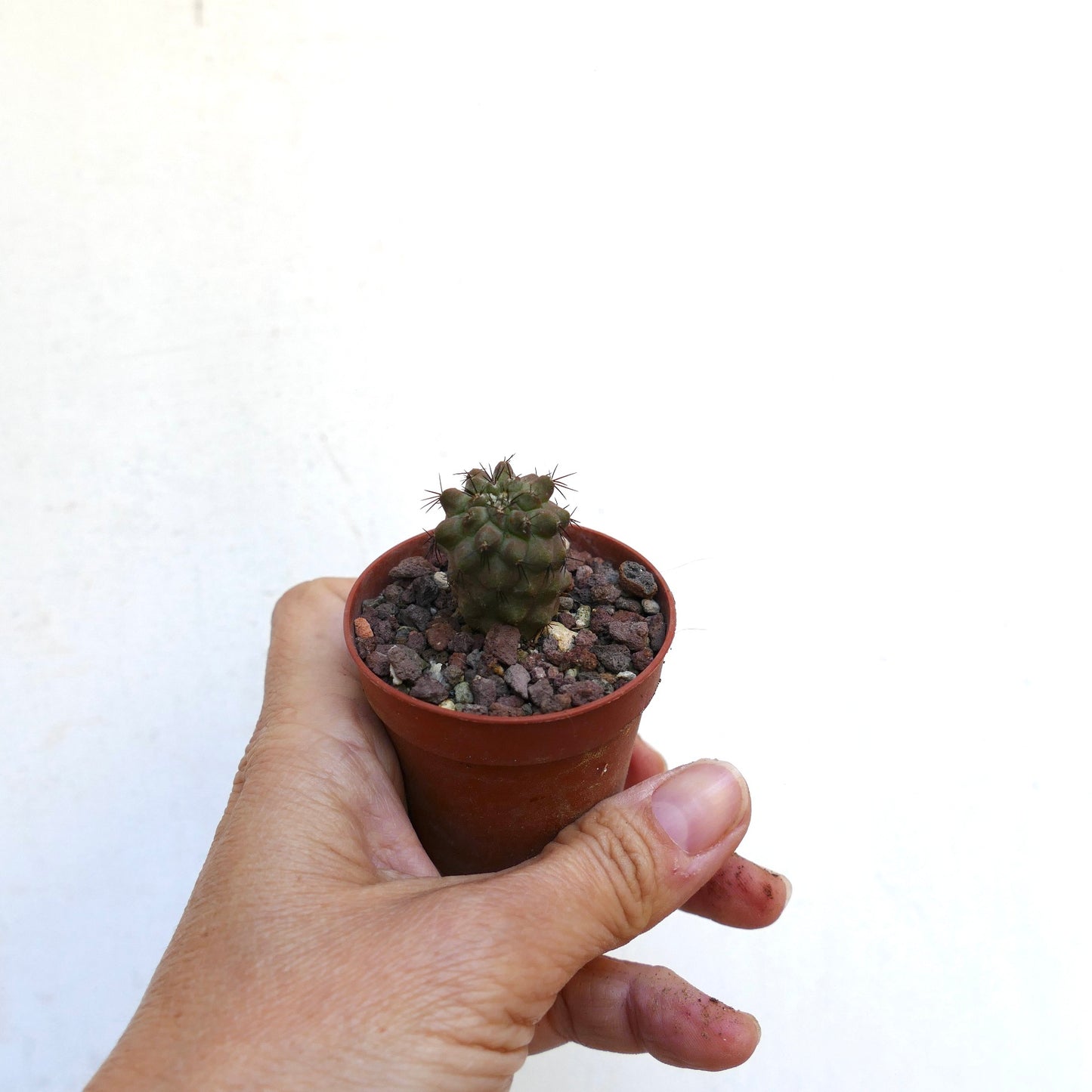 Copiapoa cinerea X tenuissima BF12