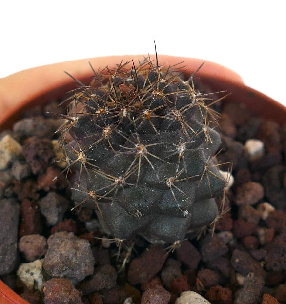 Copiapoa atacamensis X serpentisulcata 28N