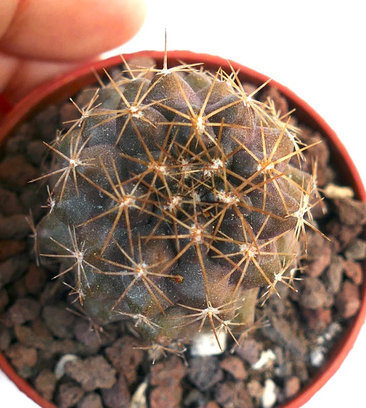 Copiapoa goldii ST3