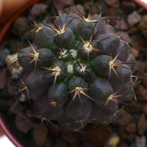 Copiapoa griseoviolacea X cinerea B5