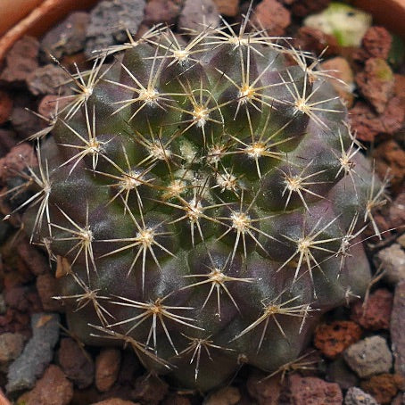 Copiapoa serpentisulcata AM2