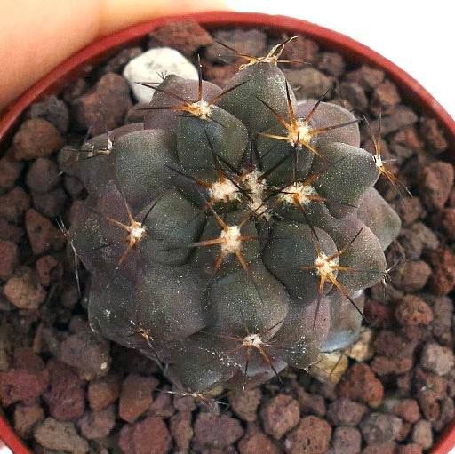 Copiapoa cinerea X goldii BRA