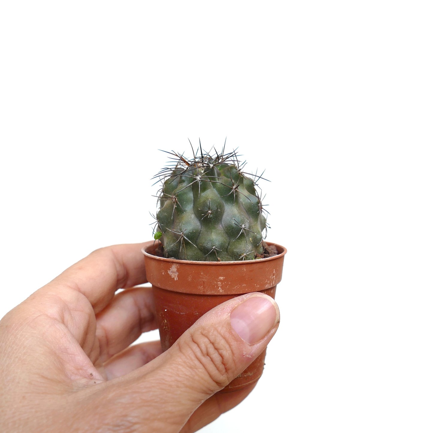 Copiapoa fiedleriana VV101