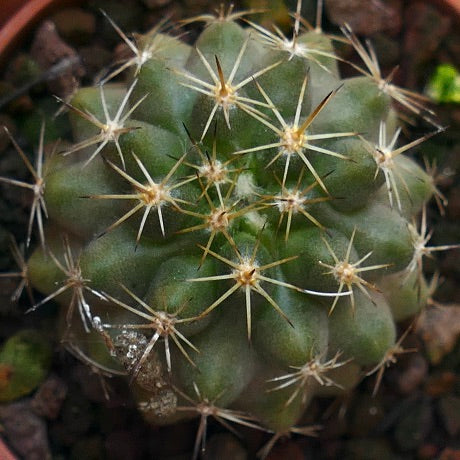 Copiapoa goldii AS11