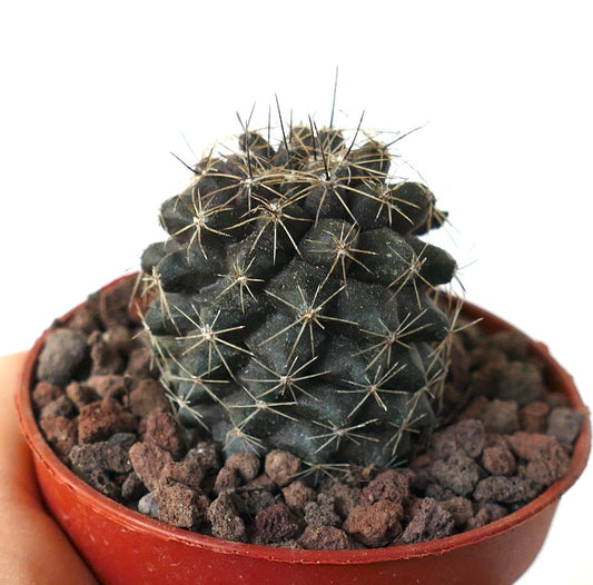 Copiapoa humilis M16