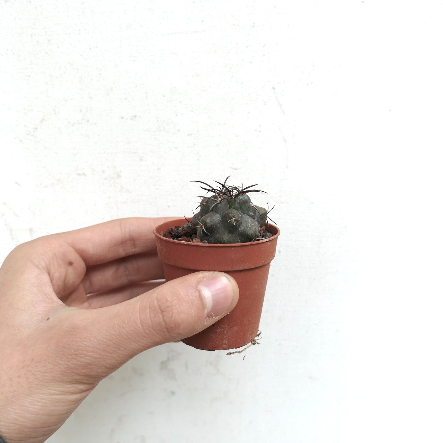 Copiapoa griseoviolacea x cupreata LA9