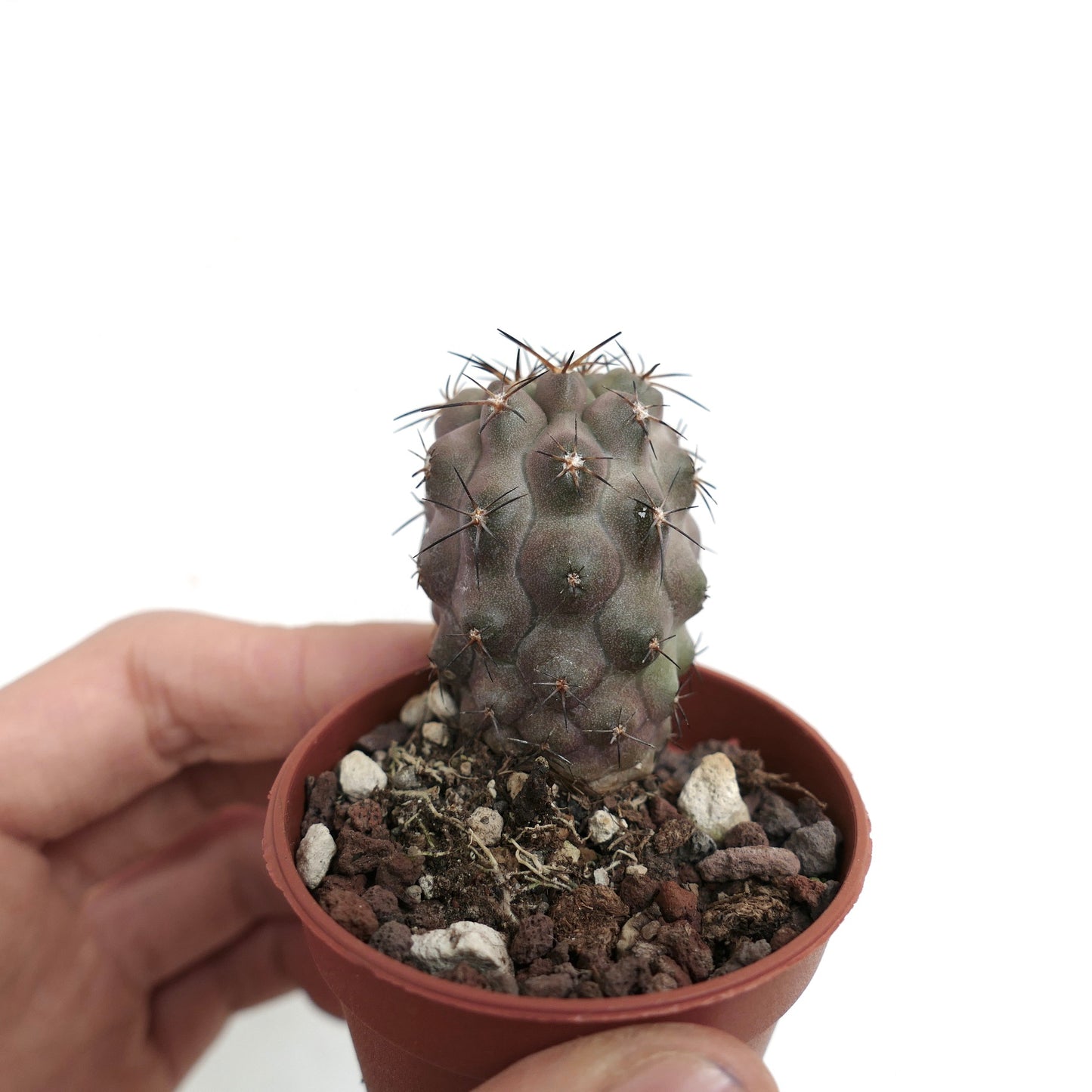 Copiapoa cinerea X columna-alba 66T