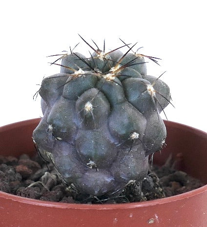 Copiapoa cinerea QXJ300