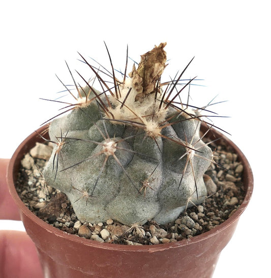 Copiapoa vallenarensis (VALLENAR form) J676