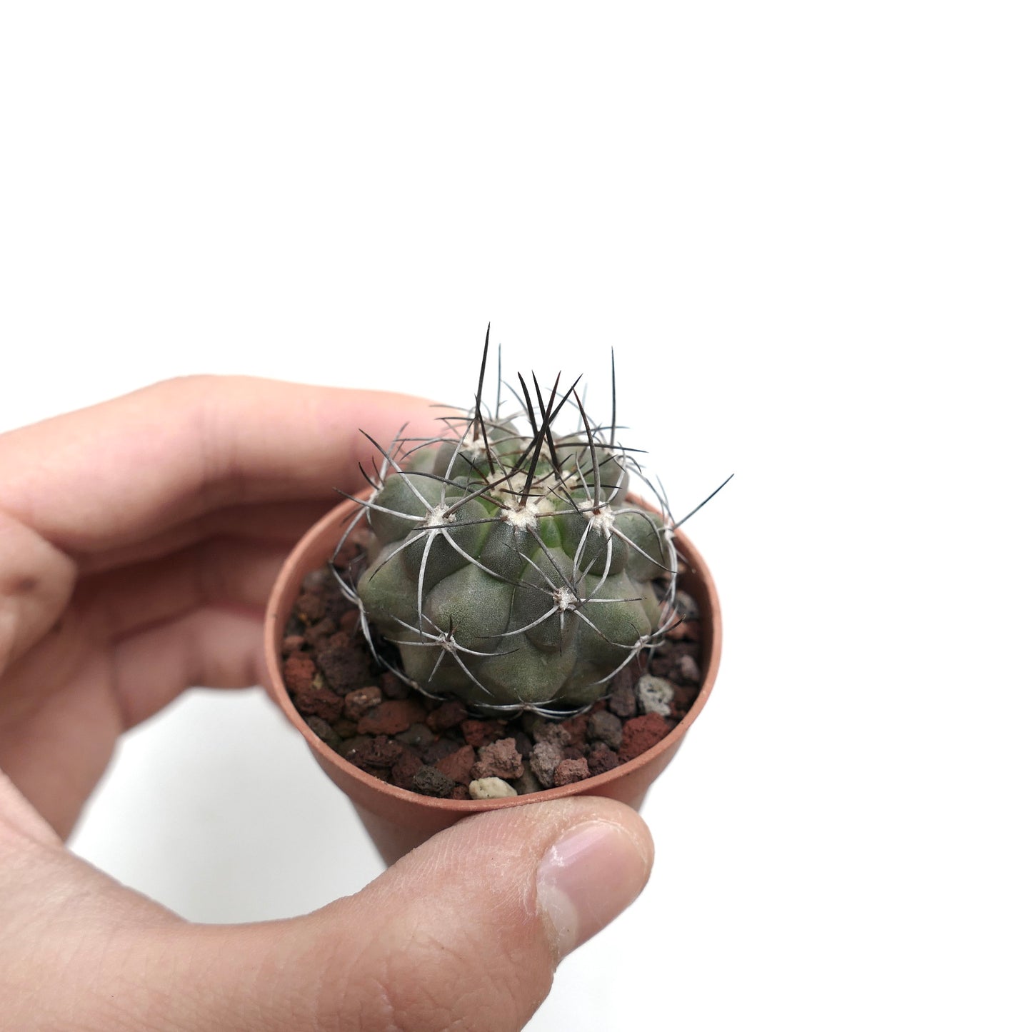 Copiapoa cinerea X carrizalensis 8N