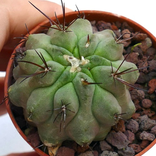 Copiapoa dealbata X hypogaea FC1