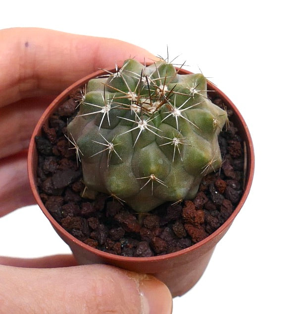 Copiapoa serpentisulcata 37MA