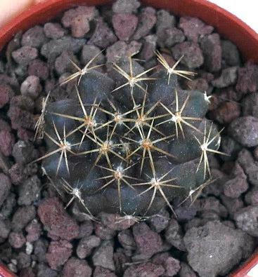 Copiapoa goldii 1AP36