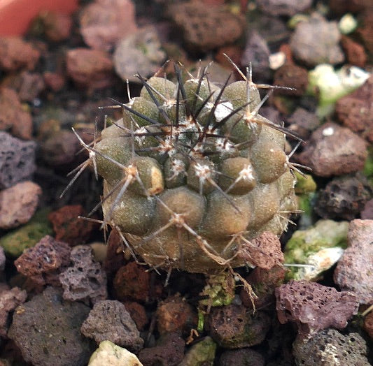 Copiapoa atacamensis 19TP