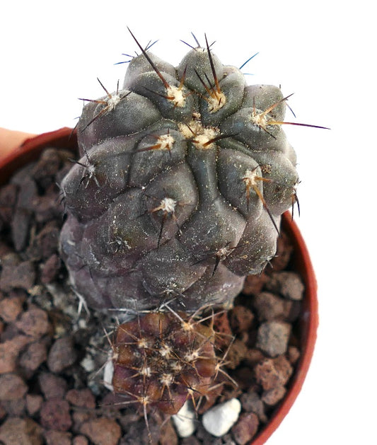 Copiapoa cinerea X serpentisulcata 109SAB