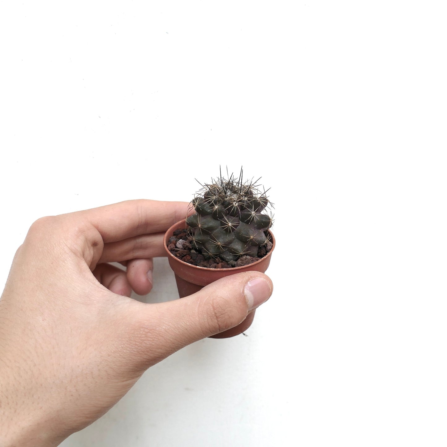 Copiapoa humilis X atacamensis 531