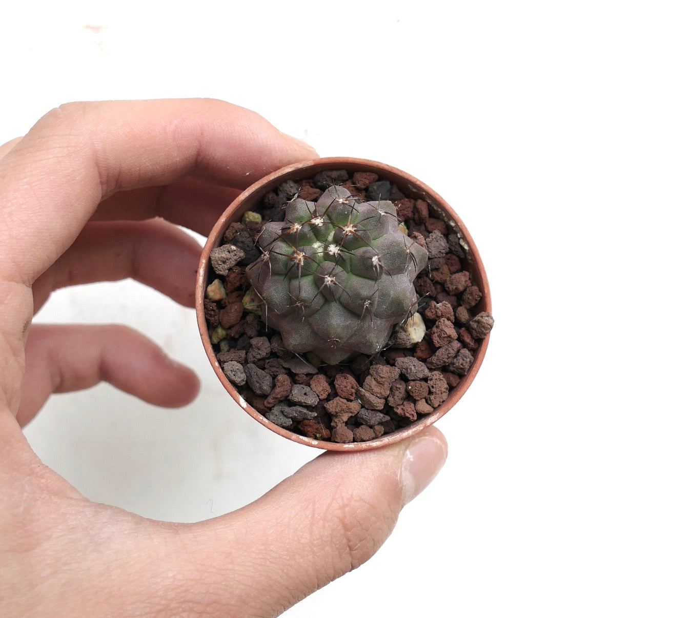 Copiapoa cinerea X desertorum F729