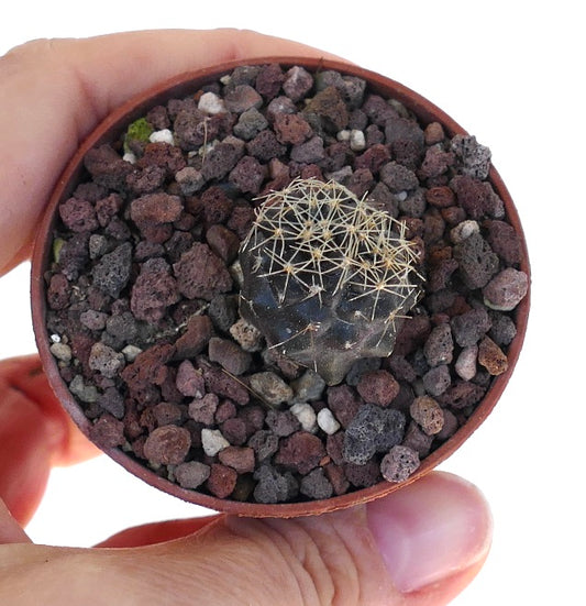 Copiapoa tenuissima UNUSUAL APEX AQ1