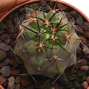 Copiapoa solaris KY99