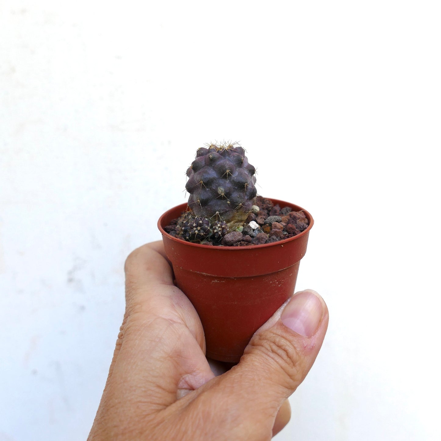 Copiapoa humilis X griseoviolacea CC15