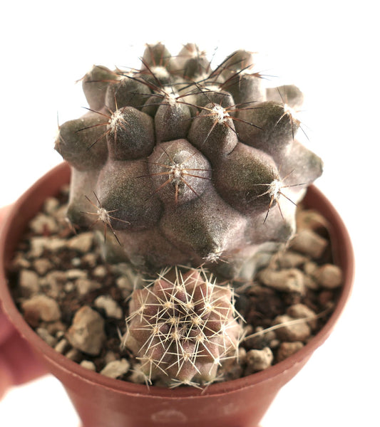 Copiapoa humilis + Copiapoa goldii 33B