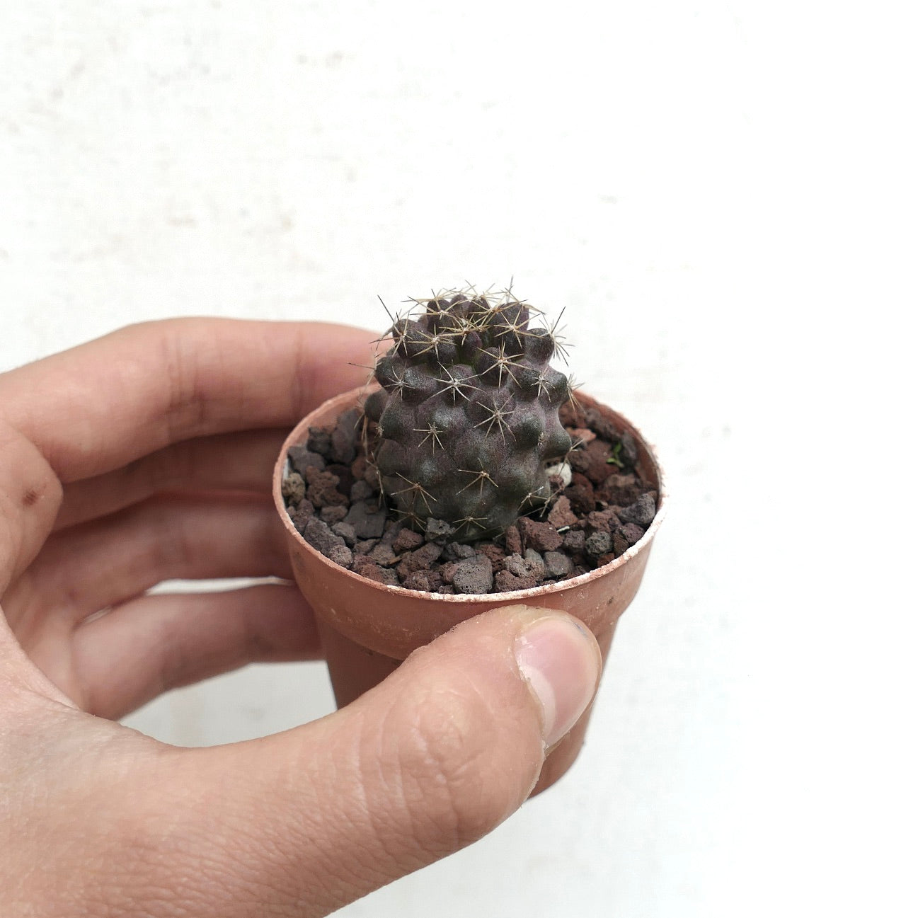 Copiapoa humilis X tenuissima 60M