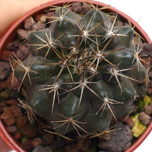 Copiapoa desertorum MPS6