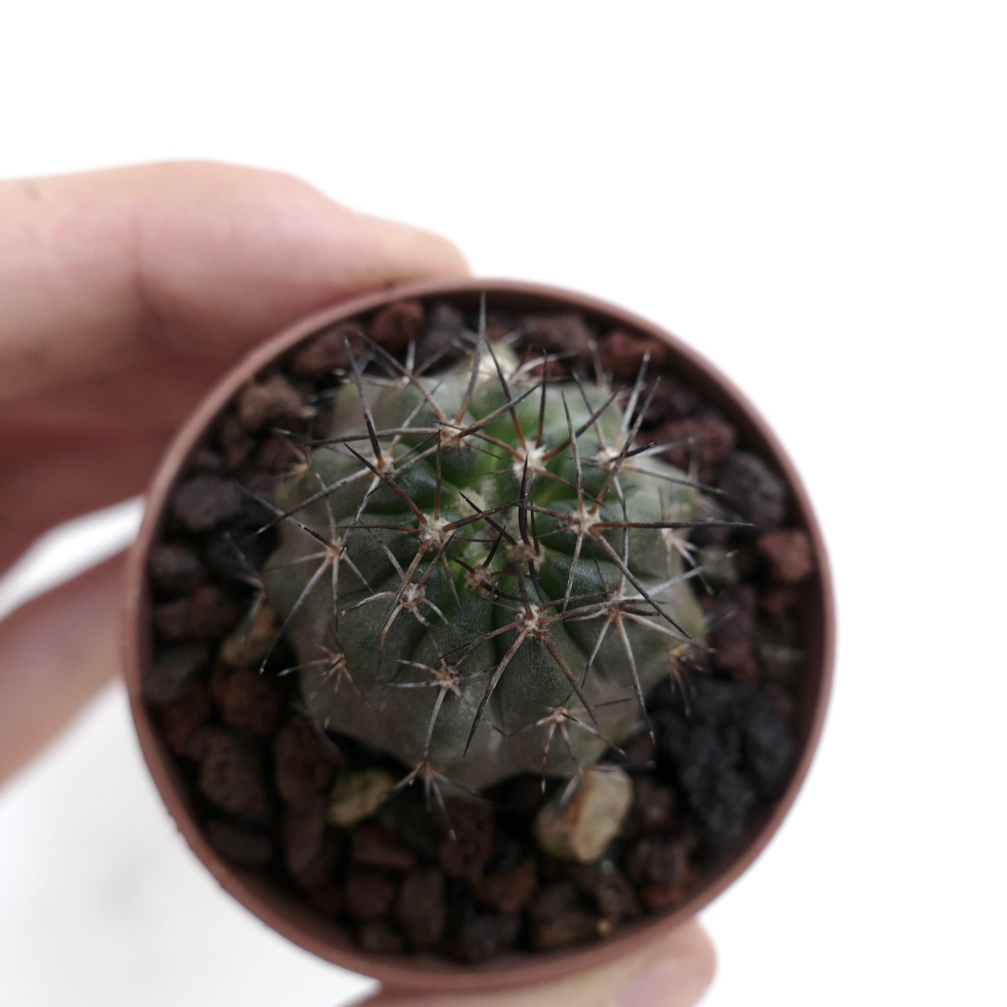 Copiapoa rupestris II7