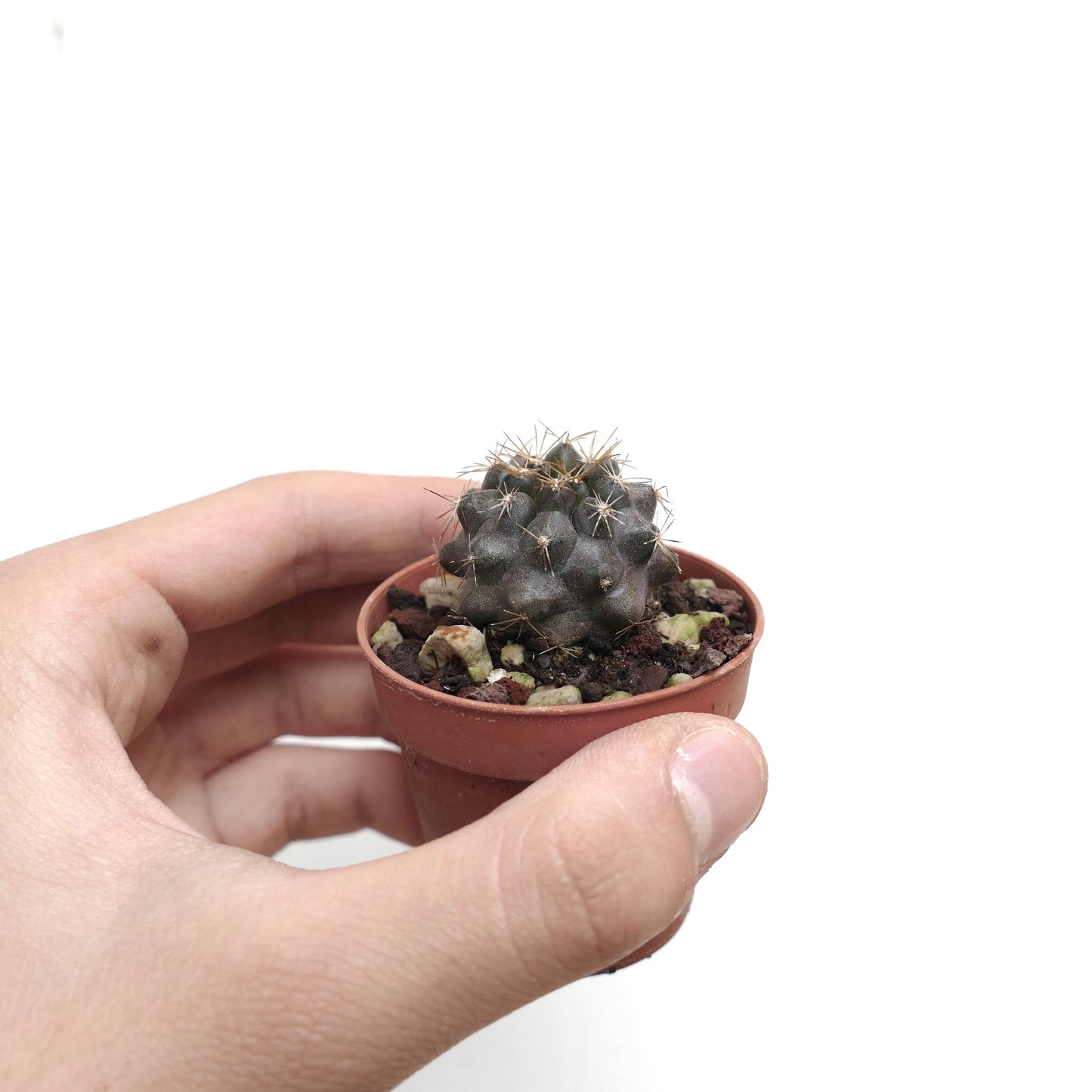 Copiapoa goldii JKF18