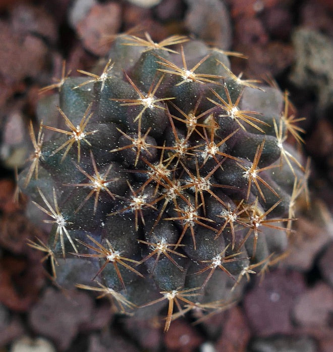 Copiapoa serpentisulcata 4FK