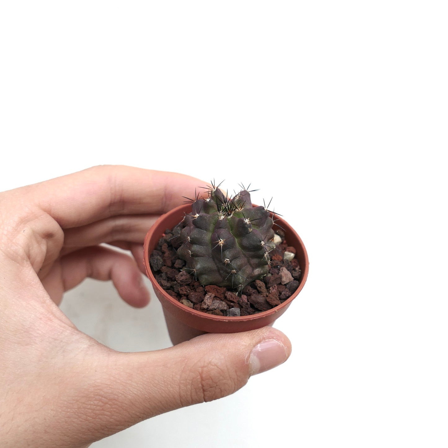 Copiapoa cinerea KIKKO NUDUM x griseoviolacea AB6