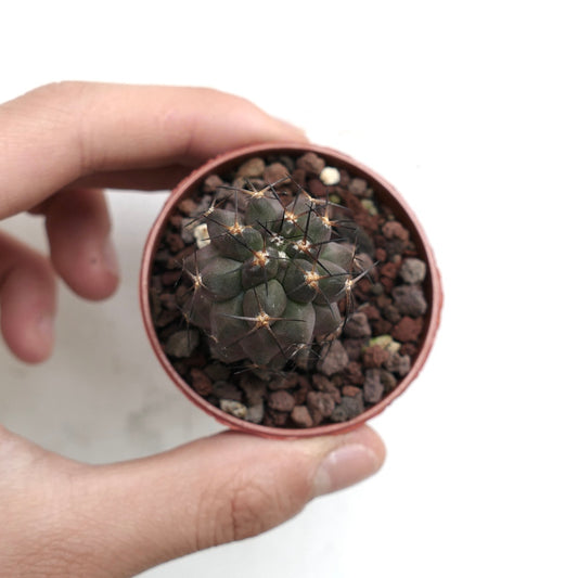 Copiapoa cinerea X desertorum 6R7