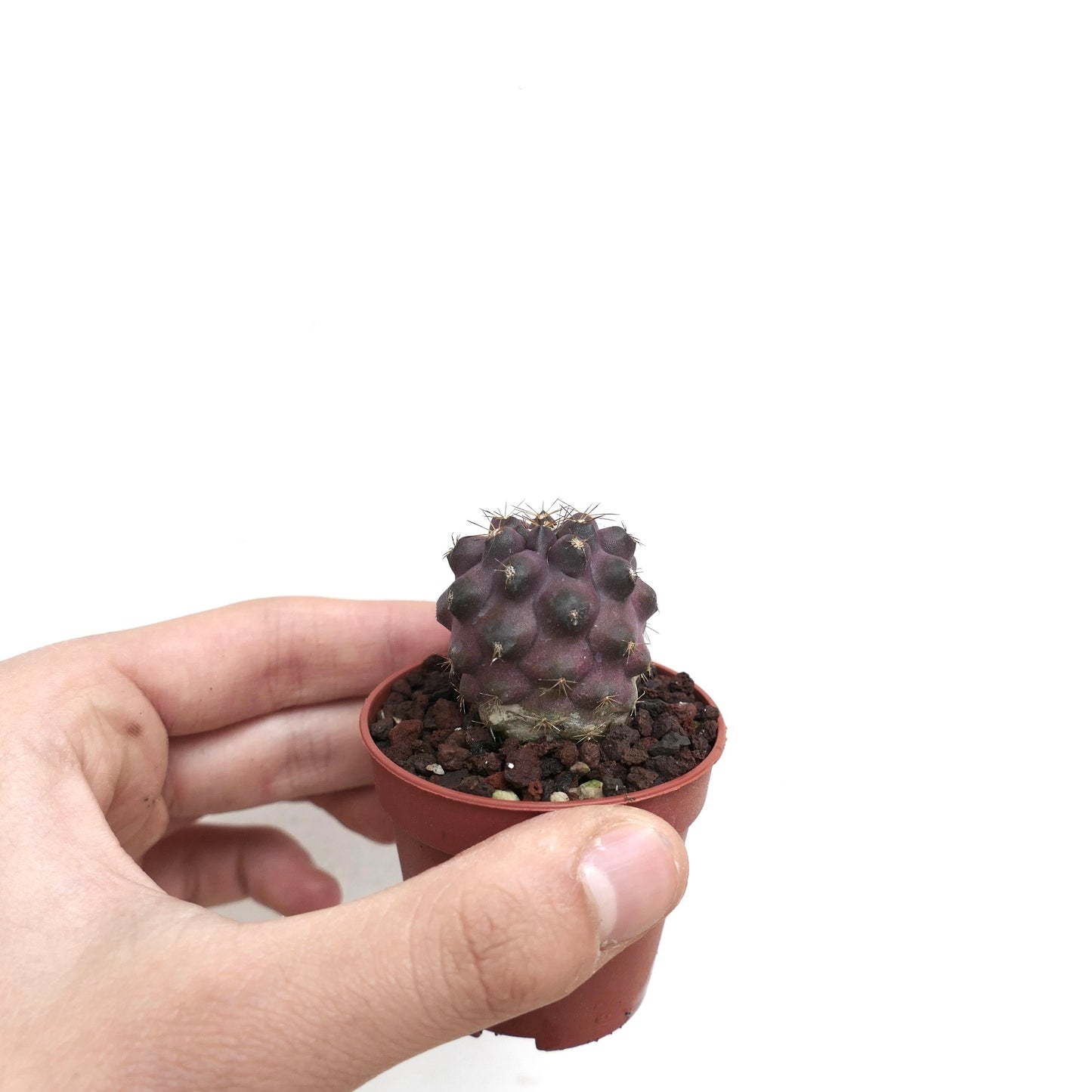 Copiapoa hybrid INP8