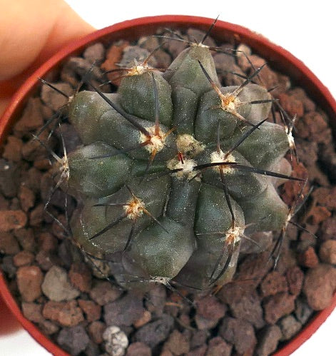 Copiapoa griseoviolacea X dealbata QQ3