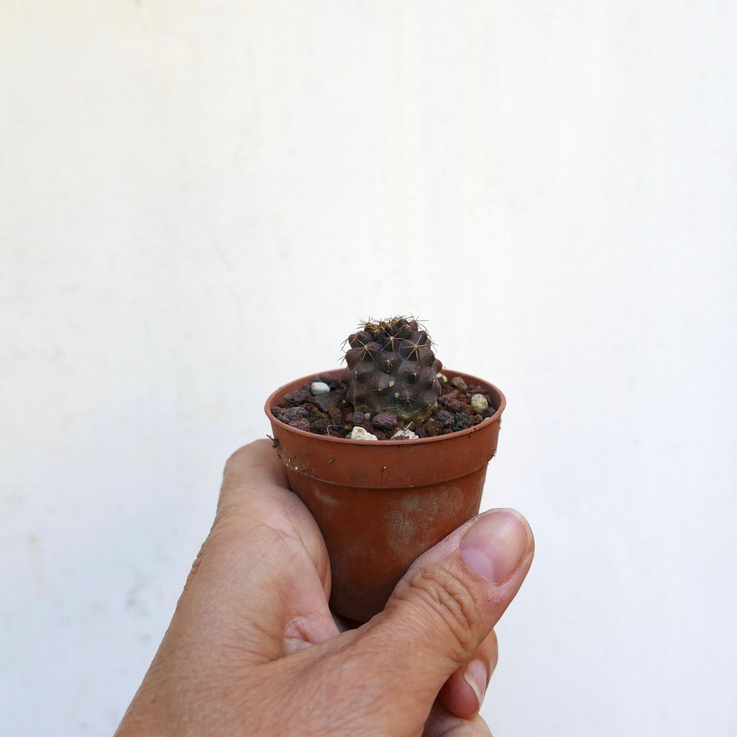 Copiapoa serpentisulcata CUD21